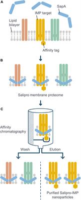 DirectMX – One-Step Reconstitution of Membrane Proteins From Crude Cell Membranes Into Salipro Nanoparticles